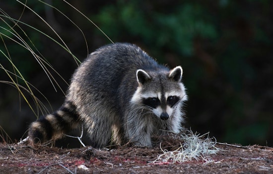 Rabid Raccoon Near Temple Has Bell County Pet Owners On Edge