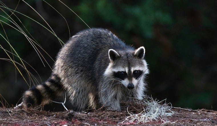 Rabid Raccoon Near Temple Has Bell County Pet Owners On Edge