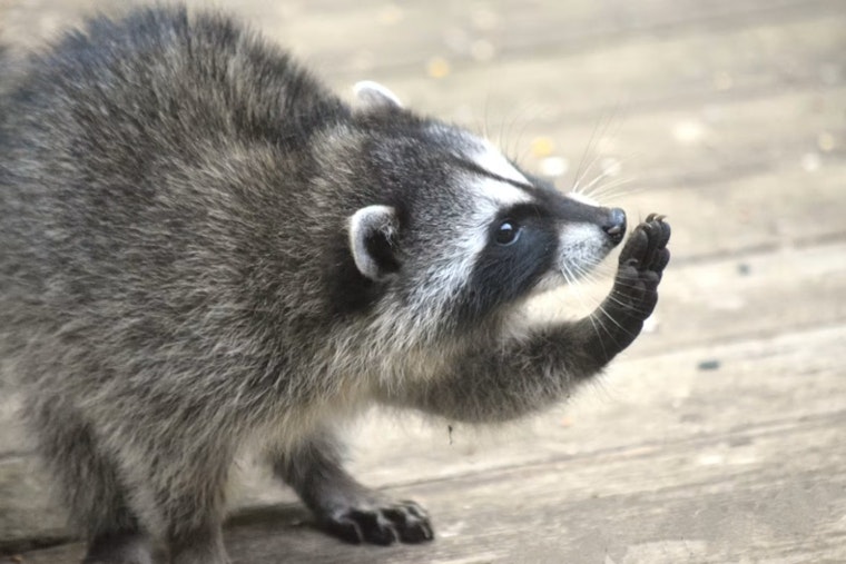 Raccoon Mom Crashes Through Bedroom Wall, Sends San Francisco Roommates Running