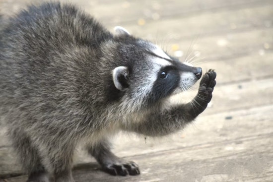 Raccoon Mom Crashes Through Bedroom Wall, Sends San Francisco Roommates Running