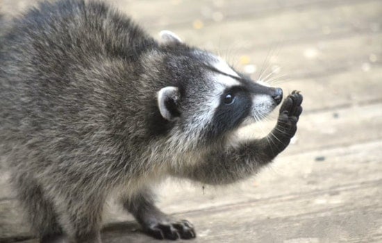Raccoon Mom Crashes Through Bedroom Wall, Sends San Francisco Roommates Running