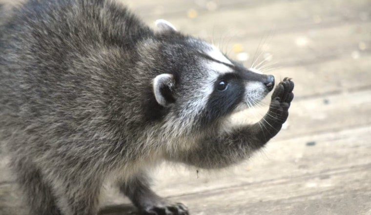 Raccoon Mom Crashes Through Bedroom Wall, Sends San Francisco Roommates Running