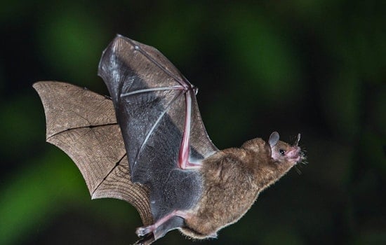 Racine Resident Nabs Rabid Bat, County On Edge