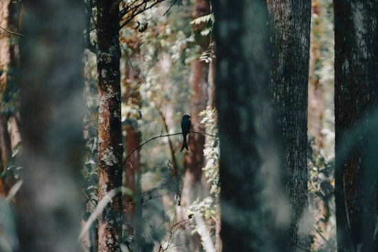 Raleigh Study Says Birdsong Beats Traffic For Busting Stress