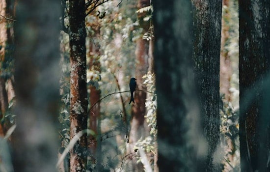 Raleigh Study Says Birdsong Beats Traffic For Busting Stress