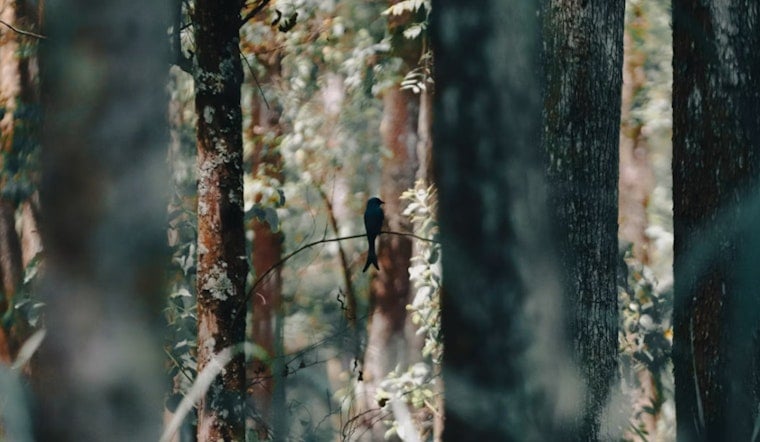 Raleigh Study Says Birdsong Beats Traffic For Busting Stress