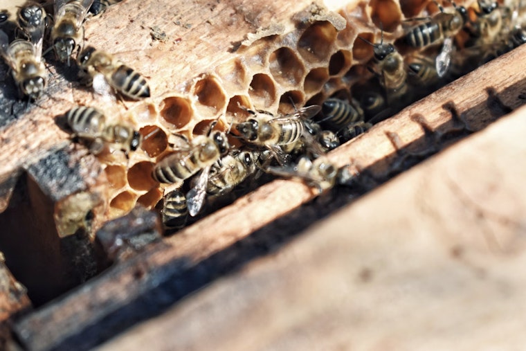 Rampaging Bee Swarm Turns Quiet Deerfield Beach Morning Into Pet Tragedy