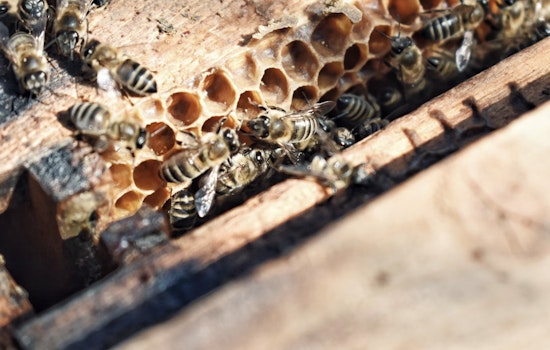 Rampaging Bee Swarm Turns Quiet Deerfield Beach Morning Into Pet Tragedy
