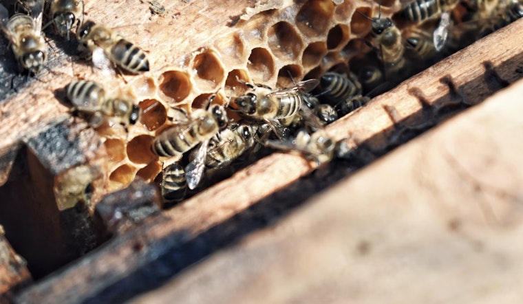Rampaging Bee Swarm Turns Quiet Deerfield Beach Morning Into Pet Tragedy