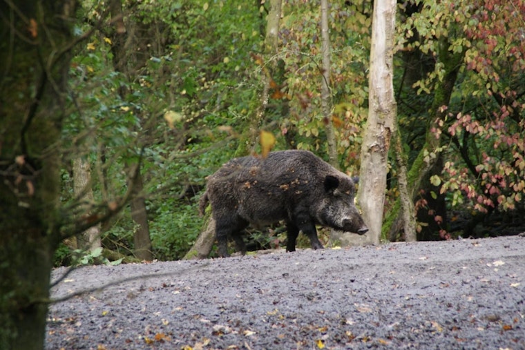 Rampaging Wild Hogs Tear Up South San Jose Tech Park
