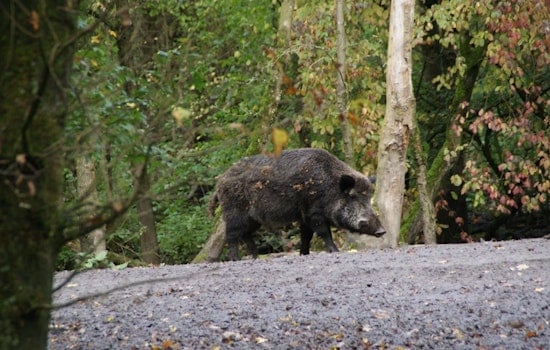 Rampaging Wild Hogs Tear Up South San Jose Tech Park