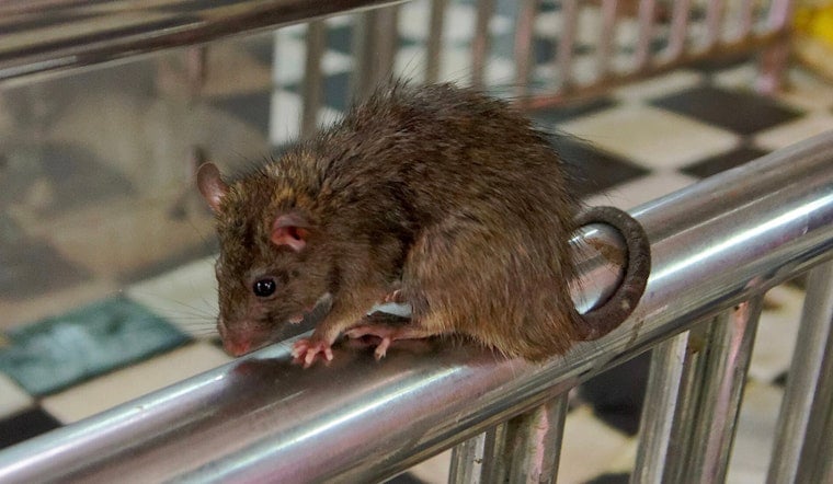 Rats Run Riot In East Village As Complaints Soar 37% While Citywide Sightings Fall