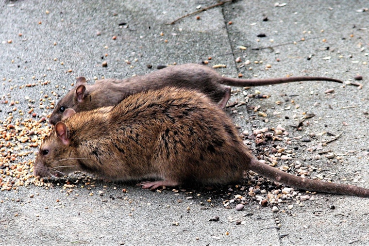 Rats Run Wild In Mayfair As Northeast Philly Blocks Beg For Backup