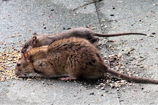 Rats Run Wild In Mayfair As Northeast Philly Blocks Beg For Backup