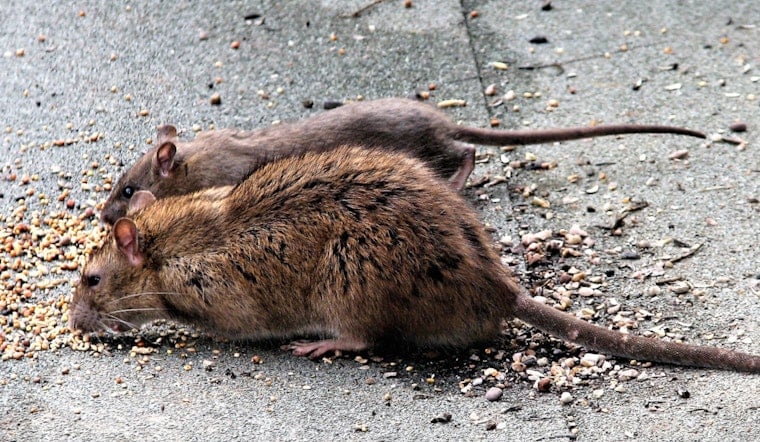 Rats Run Wild In Mayfair As Northeast Philly Blocks Beg For Backup