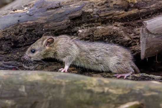 Rats Run Wild In Woodlands Senior Home As Residents Beg For Help