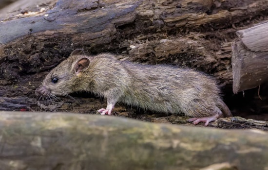 Rats Run Wild In Woodlands Senior Home As Residents Beg For Help