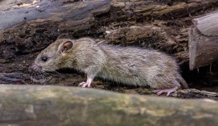 Rats Run Wild In Woodlands Senior Home As Residents Beg For Help