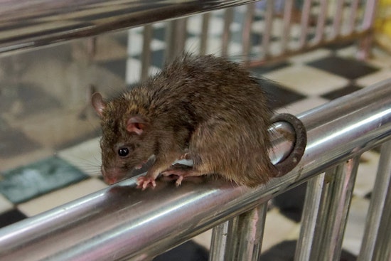 Rats Run Wild on Seaford Block by LIRR Station