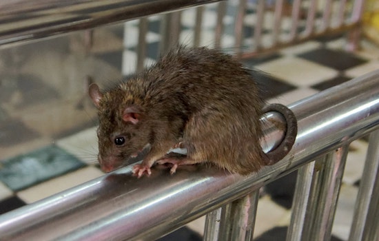 Rats Run Wild on Seaford Block by LIRR Station