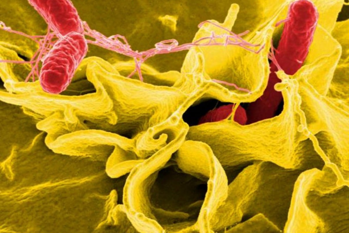 Raw Egg Mayo At Ramona Market Eyed In Salmonella Scare