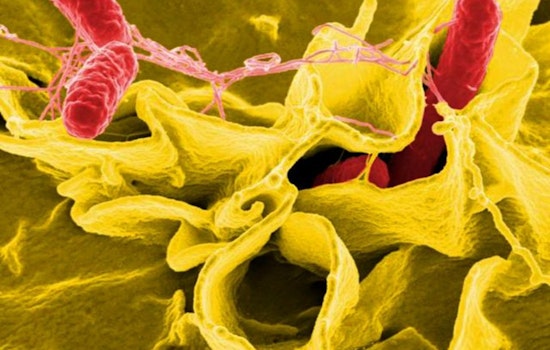 Raw Egg Mayo At Ramona Market Eyed In Salmonella Scare