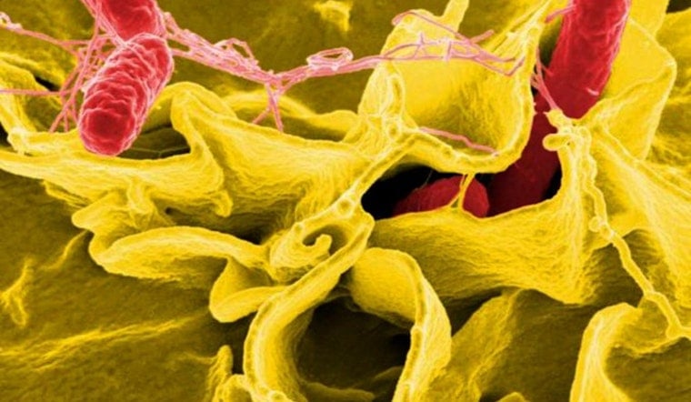 Raw Egg Mayo At Ramona Market Eyed In Salmonella Scare