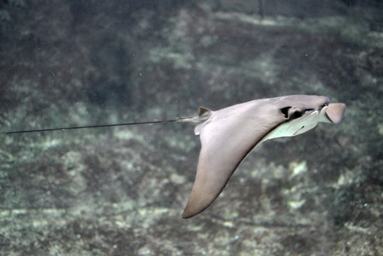 Rays Turn Toxic Newtown Creek Into An Unlikely Wildlife Showcase