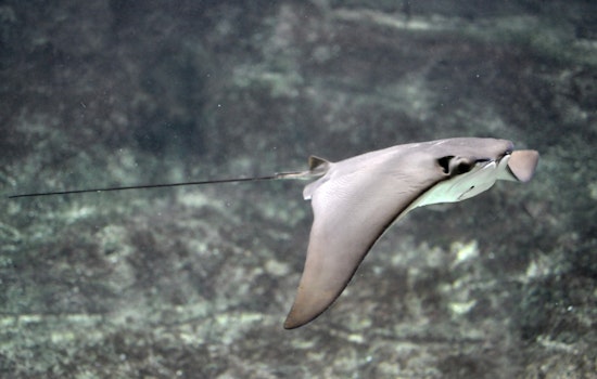Rays Turn Toxic Newtown Creek Into An Unlikely Wildlife Showcase