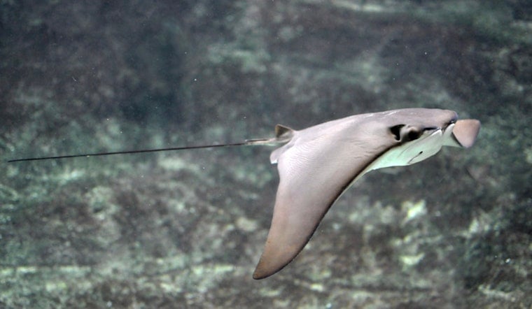 Rays Turn Toxic Newtown Creek Into An Unlikely Wildlife Showcase