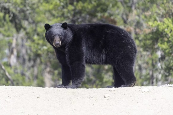 Remote Boulder Reservoir On Edge After Reported Black Bear Attack