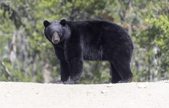Remote Boulder Reservoir On Edge After Reported Black Bear Attack