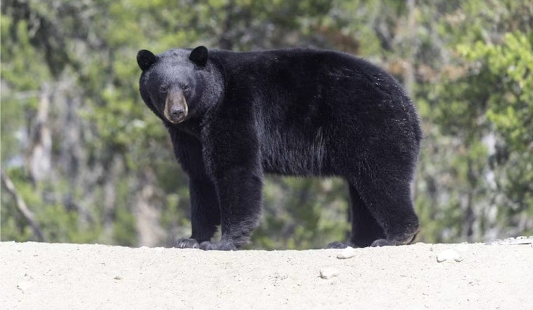 Remote Boulder Reservoir On Edge After Reported Black Bear Attack