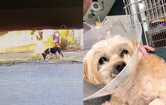 Renton Block Turns Chaotic After Loose German Shepherd Mauls Dog