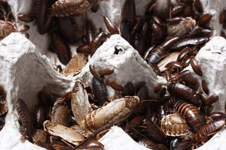 Roaches Crash Dinner At Dallas Eateries As Inspectors Drop In