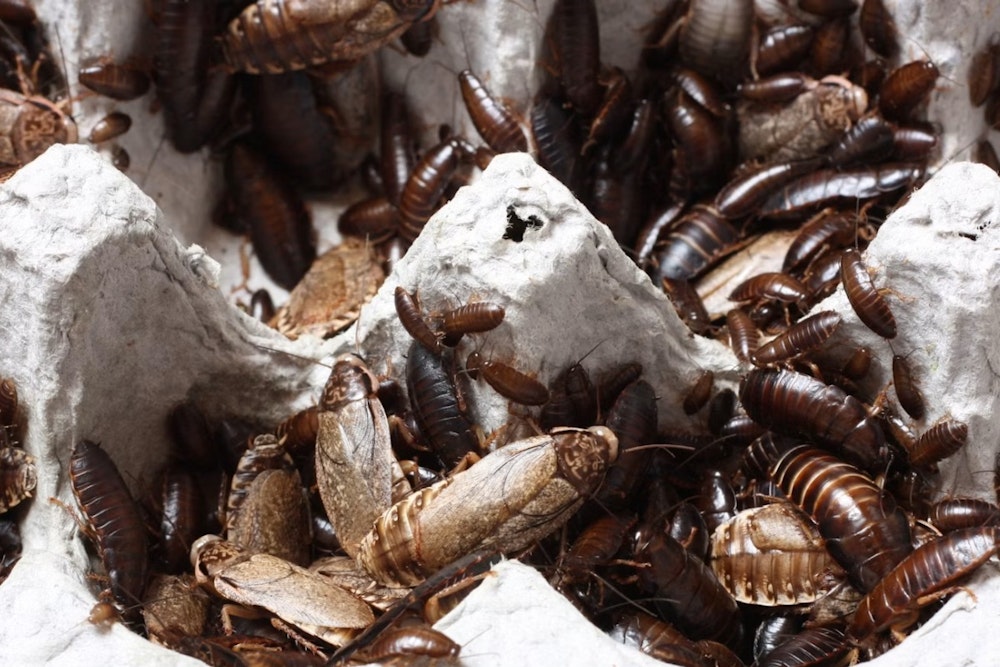 Roaches Crash Dinner At Dallas Eateries As Inspectors Drop In