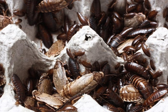 Roaches Crash Dinner At Dallas Eateries As Inspectors Drop In