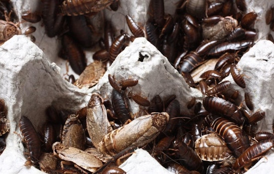 Roaches Crash Dinner At Dallas Eateries As Inspectors Drop In