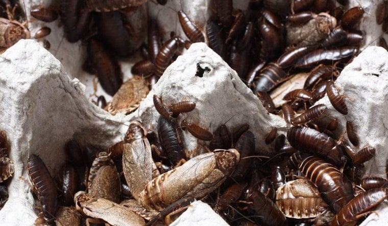Roaches Crash Dinner At Dallas Eateries As Inspectors Drop In