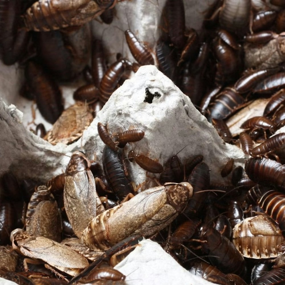 Roaches Crash Dinner At Dallas Eateries As Inspectors Drop In