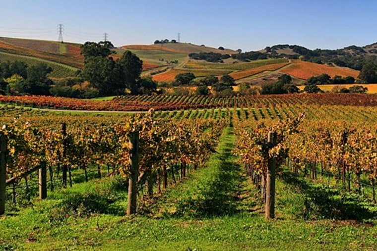 Robot Army Marches Through Hopland Vines As Napa Valley Frets Over Jobs
