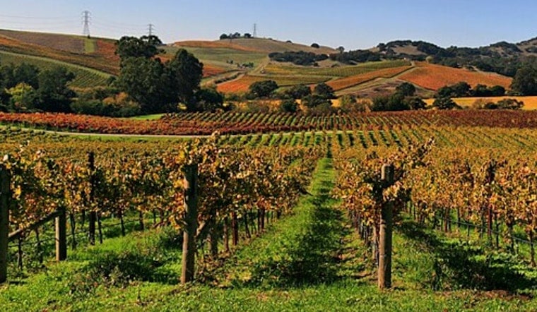 Robot Army Marches Through Hopland Vines As Napa Valley Frets Over Jobs