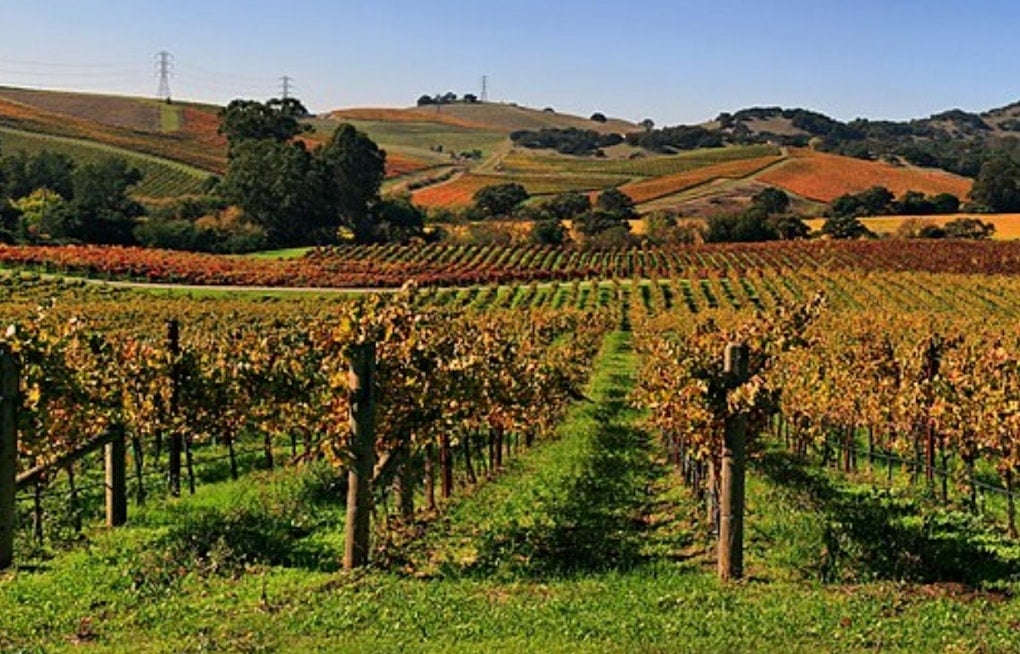 Robot Army Marches Through Hopland Vines As Napa Valley Frets Over Jobs