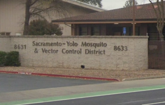 Rosemont Braces For Weekly Swarms Of Sterile Mosquitoes