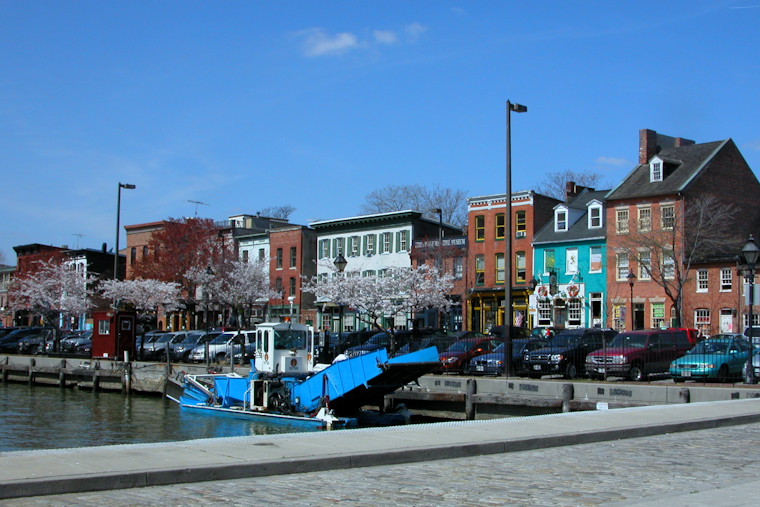 Rotten Stench In Fells Point As Heat Leaves Harbor Choked With Dead Fish