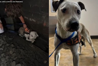 Runaway Dog Roo Survives Two Days In San Francisco Caltrain Tunnel