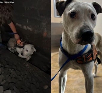 Runaway Dog Roo Survives Two Days In San Francisco Caltrain Tunnel