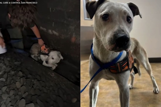 Runaway Dog Roo Survives Two Days In San Francisco Caltrain Tunnel