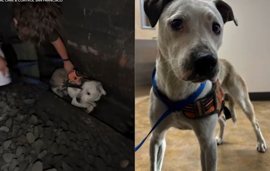 Runaway Dog Roo Survives Two Days In San Francisco Caltrain Tunnel