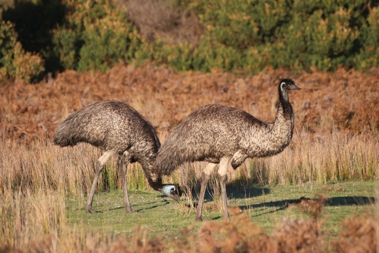 Runaway Emu Turns Quiet Sarasota Block Into Morning Sideshow
